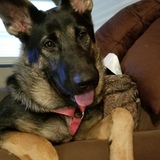 Entry image for Remy