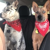 Entry image for Hagen and Hopper