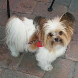 Entry image for Lil Rock