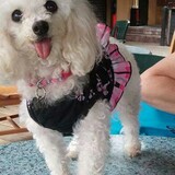 Entry image for Willow Rose