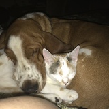 Entry image for Tucker(dog) Ciara(cat)