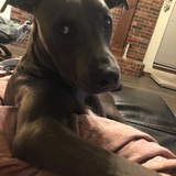 Entry image for Koda