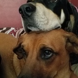 Entry image for Brandy & Georgia