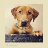 Entry image for Sarge