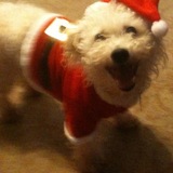 Entry image for Pookie