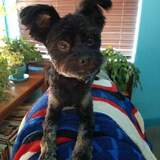 Entry image for Charlie the Wonder Pooch