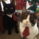 Entry image for Bonzo and Doodle Bug