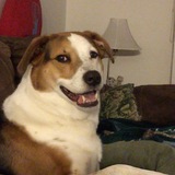 Entry image for Callie