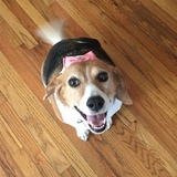 Entry image for Daisey Rhodes