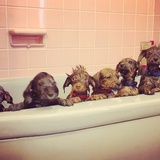 Entry image for Eddie, Brooke, Ellie, Sid, Gertie, Julia