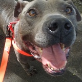 Entry image for Papi