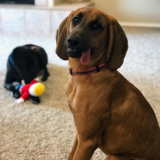 Entry image for Chief