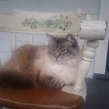 Entry image for Pretty Boy