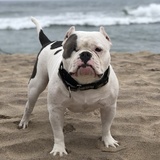 Entry image for Canolli 