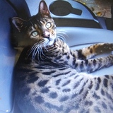 Entry image for Spotty