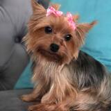 Entry image for Hazel