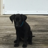 Entry image for Tilly