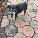 Entry image for Addy