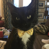 Entry image for Teddy