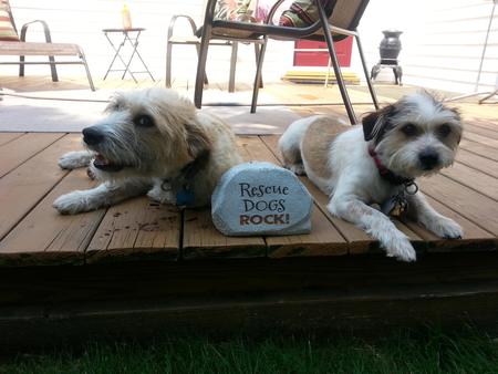 Entry image for Rufus and Trixie. Clicking this image will show a larger photo