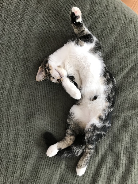 Entry image for Arrow. Clicking this image will show a larger photo