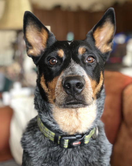 Entry image for Nash. Clicking this image will show a larger photo