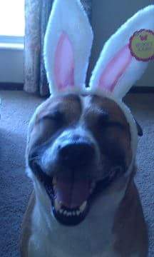 Entry image for Zeke. Clicking this image will show a larger photo