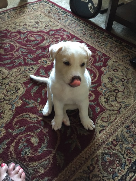 Entry image for Koda. Clicking this image will show a larger photo