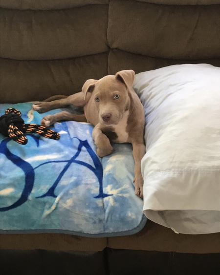 Entry image for Lincoln. Clicking this image will show a larger photo