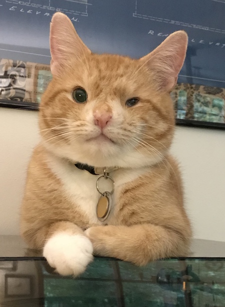 Entry image for Hogan. Clicking this image will show a larger photo