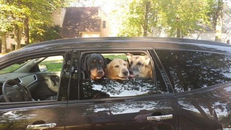 Entry image for L to R. Bailey, Buddy, Rocky. Clicking this image will show a larger photo
