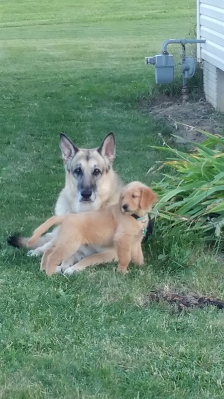 Entry image for Rocky and Butters. Clicking this image will show a larger photo