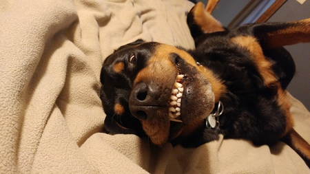 Entry image for Bailey. Clicking this image will show a larger photo