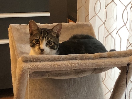 Entry image for Arrow. Clicking this image will show a larger photo