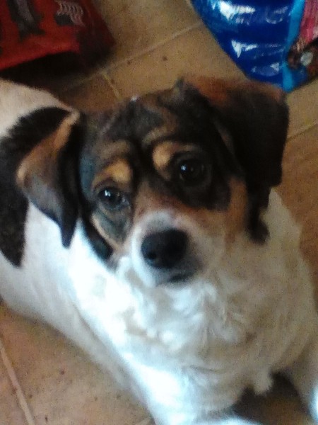 Entry image for Sandy. Clicking this image will show a larger photo