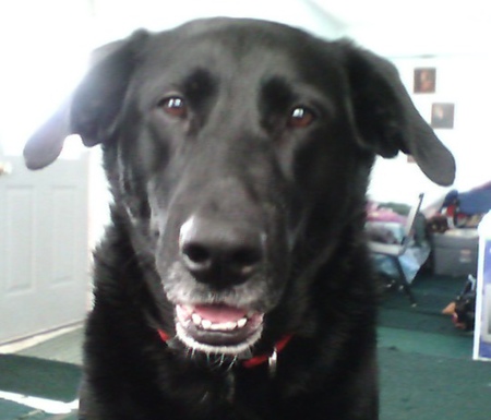 Entry image for Maxine. Clicking this image will show a larger photo