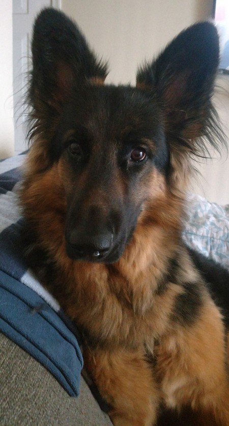 Entry image for Max. Clicking this image will show a larger photo