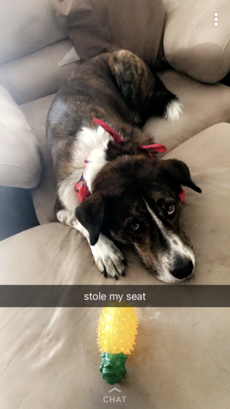 Entry image for Broski . Clicking this image will show a larger photo