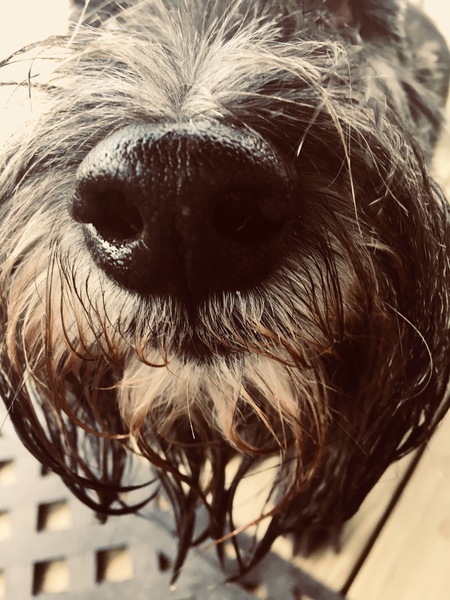 Entry image for Patches . Clicking this image will show a larger photo