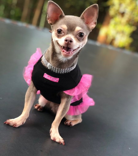 Entry image for Chelsea. Clicking this image will show a larger photo