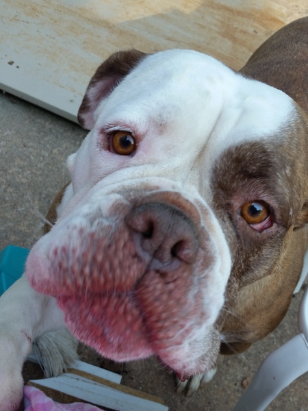 Entry image for Cleopatra. Clicking this image will show a larger photo