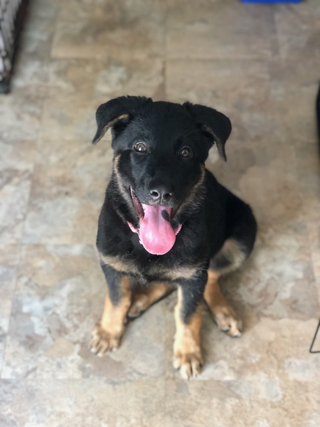 Entry image for Poppy . Clicking this image will show a larger photo