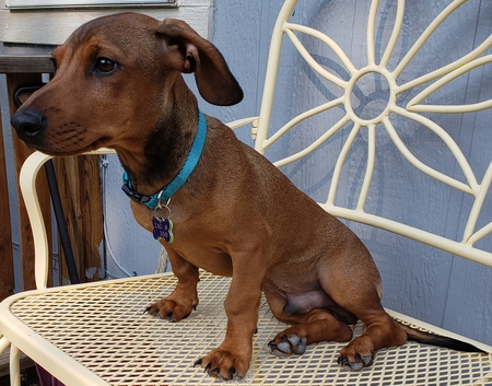 Entry image for Oliver . Clicking this image will show a larger photo