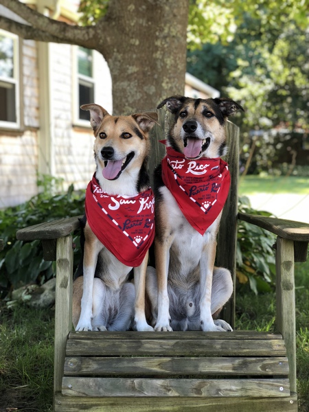 Entry image for Lupe & Rocco . Clicking this image will show a larger photo