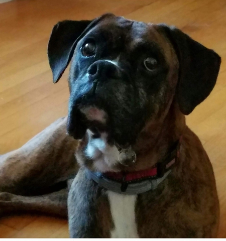 Entry image for Otis. Clicking this image will show a larger photo