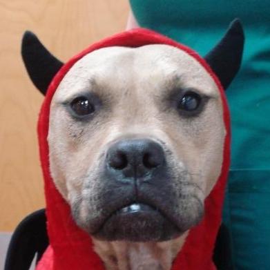 Entry image for Clover. Clicking this image will show a larger photo