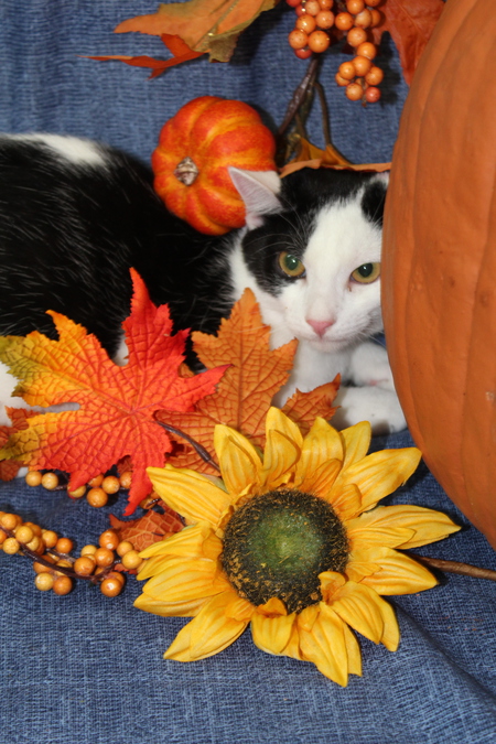 Entry image for Meow. Clicking this image will show a larger photo