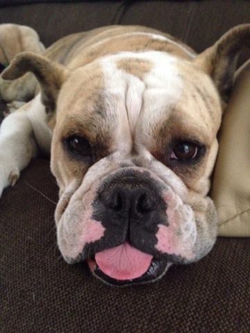 Entry image for Ms. Jumbalia Grumble Pants. Clicking this image will show a larger photo