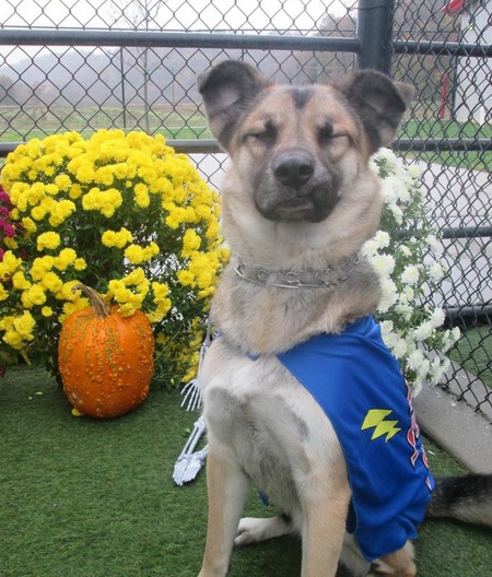 Entry image for Shadow. Clicking this image will show a larger photo