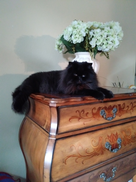 Entry image for Bailey. Clicking this image will show a larger photo